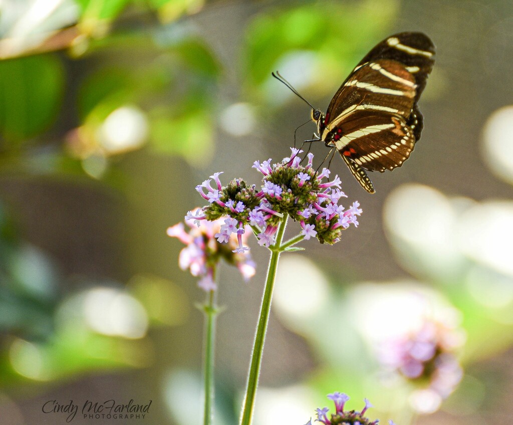 Butterfly and Bokeh by cindymc