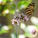 Butterfly and Bokeh