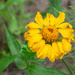 Mexican Marigold... by thewatersphotos