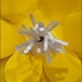 Paper Flower Macro by olivetreeann