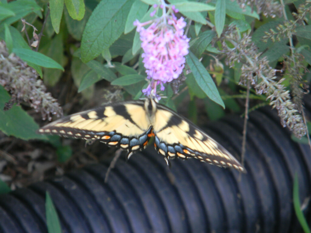 Butterfly on Bush Flower  by sfeldphotos