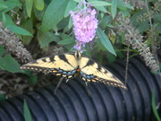 22nd Jul 2022 - Butterfly on Bush Flower 