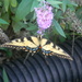 Butterfly on Bush Flower  by sfeldphotos