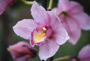 19th Jul 2022 - Pink orchid