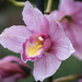 Pink orchid by dkbarnett
