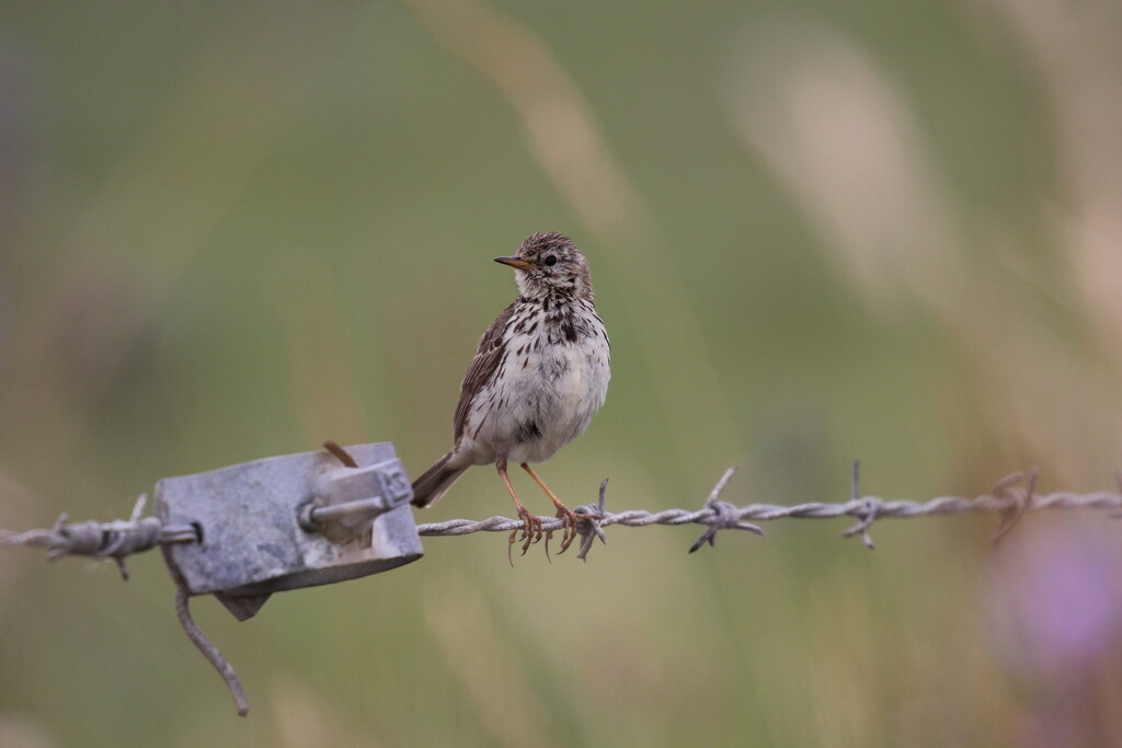 Meadow Pipit by jamibann