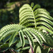 Plant with zig zag leaves by dkbarnett