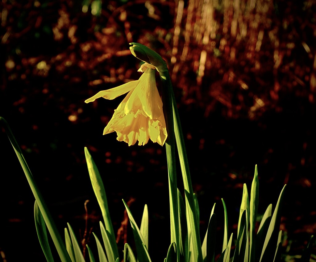 First daffodil by maggiemae