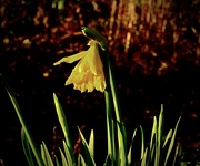 24th Jul 2022 - First daffodil