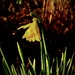 First daffodil by maggiemae