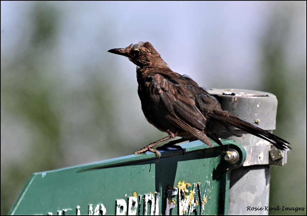 Aged blackbird by rosiekind