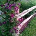 Garden Fence by revken70