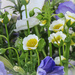 Poached egg plant by mumswaby