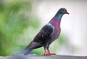 24th Jul 2022 - Rock Pigeon