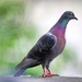 Rock Pigeon by okvalle
