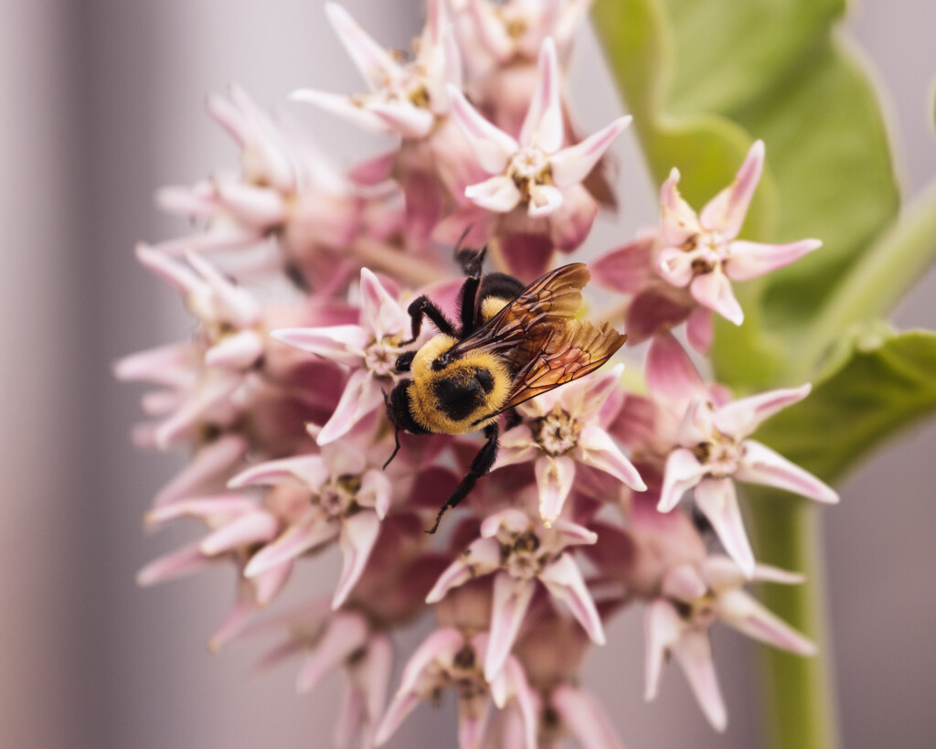 bee on milkweed by aecasey