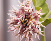 22nd Jul 2022 - bee on milkweed
