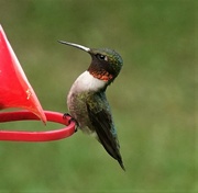 24th Jul 2022 - Ruby-Throated hummingbird