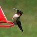 Ruby-Throated hummingbird by radiogirl