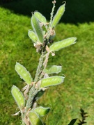 23rd Jul 2022 - Aphids