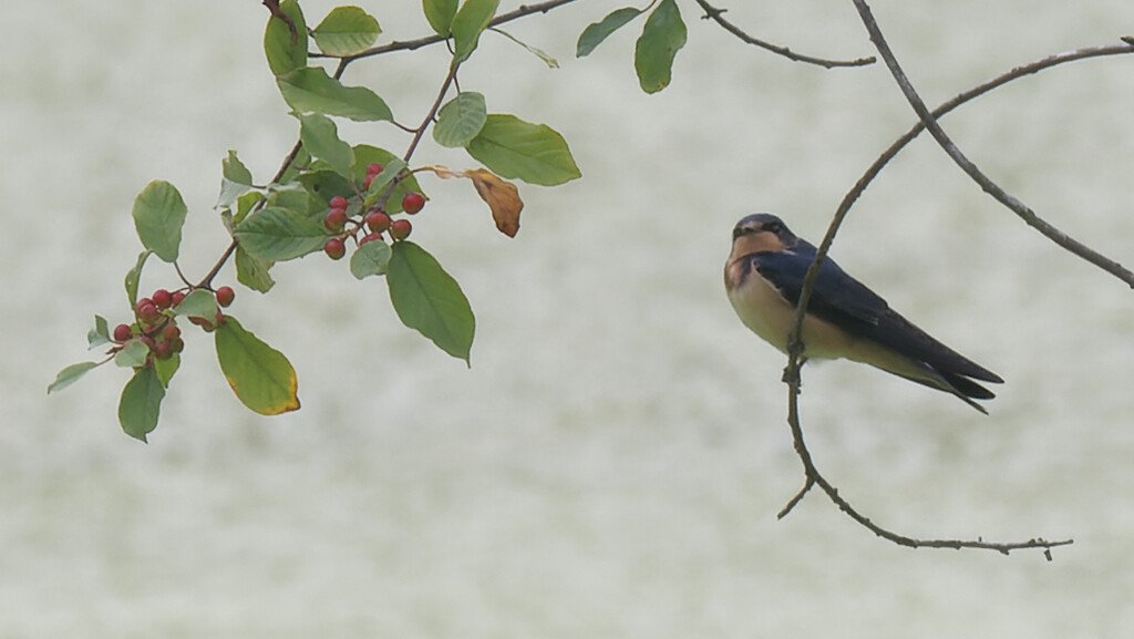 Barn swallow and berries by rminer