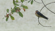 24th Jul 2022 - Barn swallow and berries