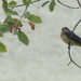 Barn swallow and berries by rminer