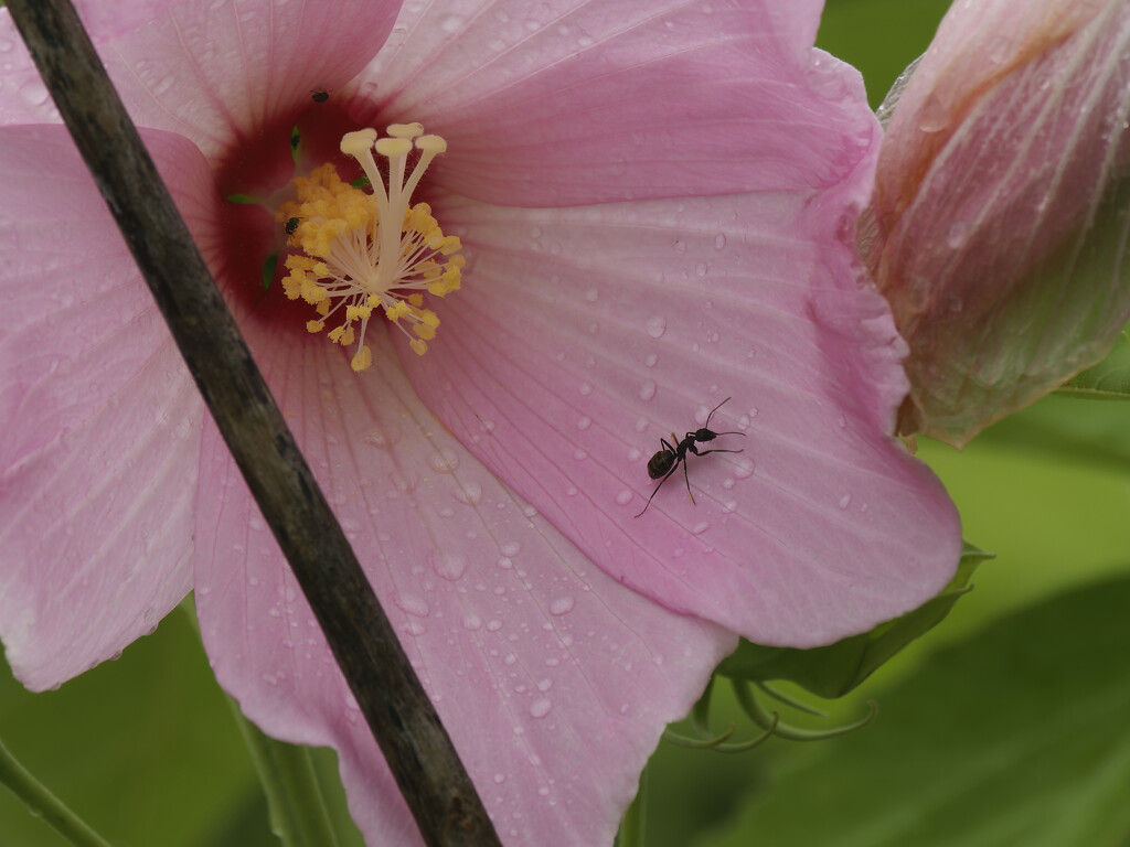 Hibiscus and ant by rminer