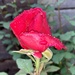 Rosebud by philm666