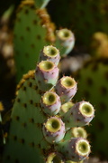 22nd Jun 2022 - Cactus