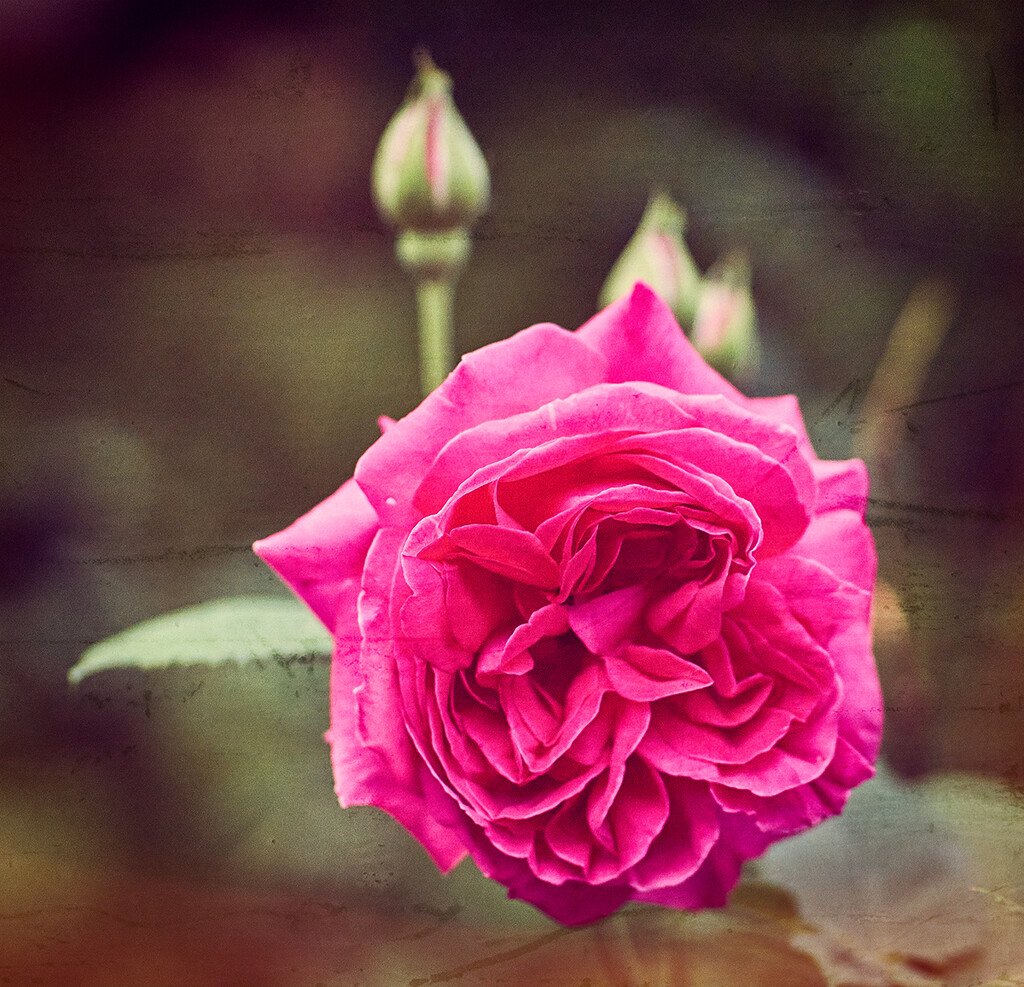 Prince Noir Rose by gardencat
