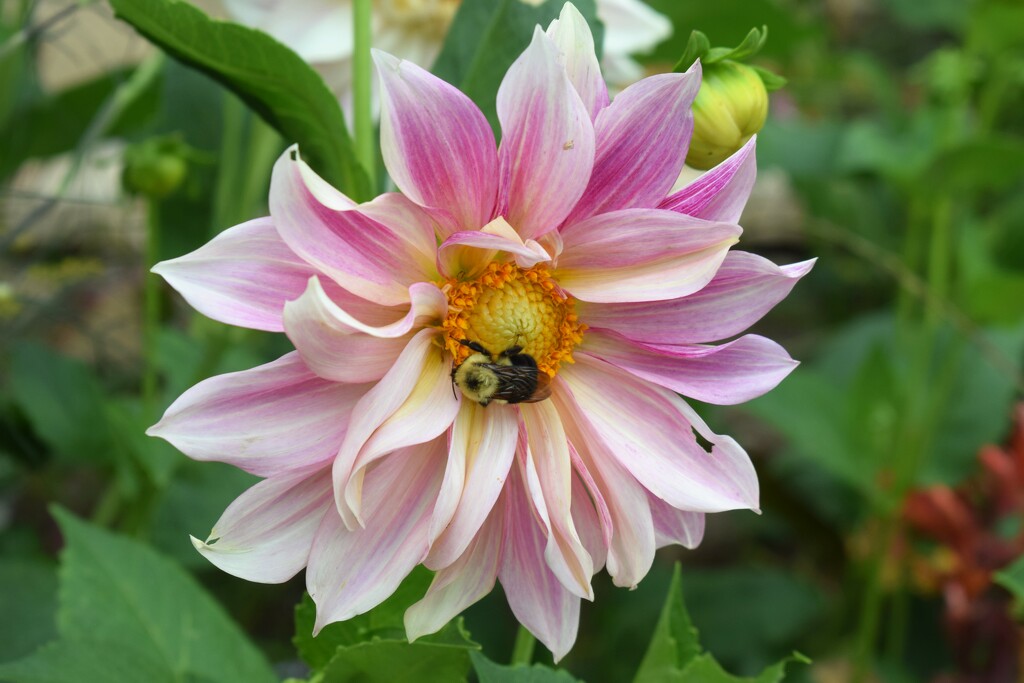 Bee with Dahlia by sandlily