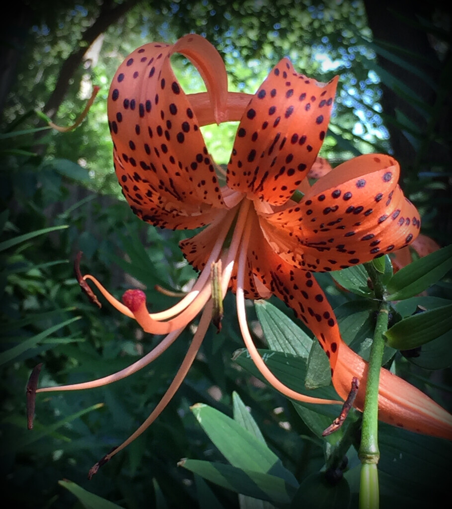 Tiger Lily by mcsiegle