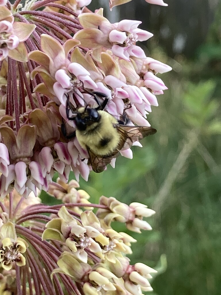 Bzzzy bee by svarri