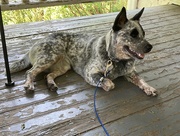 22nd Jul 2022 - Scout the ACD puppy