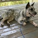 Scout the ACD puppy
