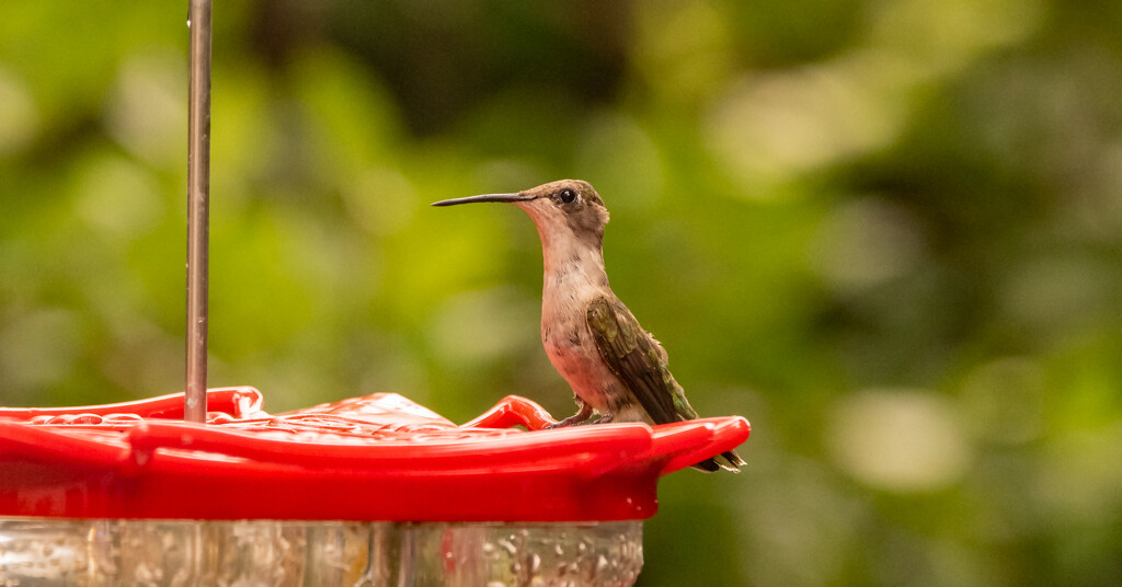 Finally, One of the Hummers Figured out this Feeder!! by rickster549