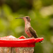Finally, One of the Hummers Figured out this Feeder!!