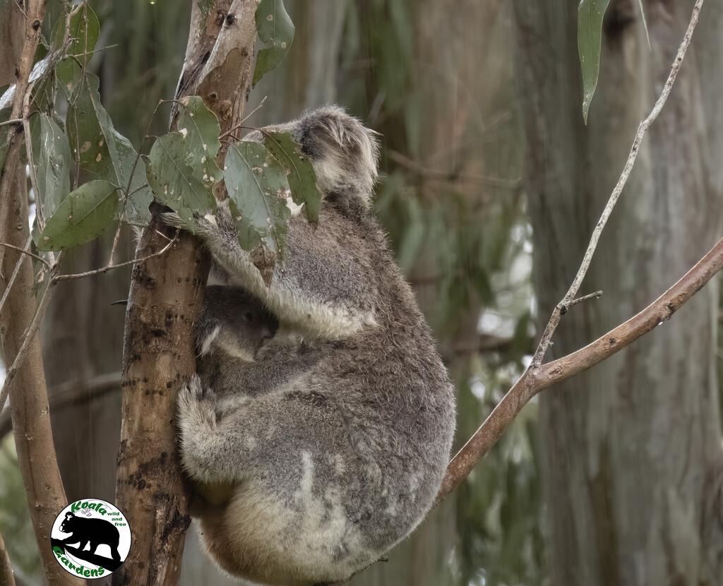 my mum, my umbrella by koalagardens