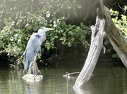 25th Jul 2022 - The heron is back