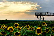 25th Jul 2022 - Sunflowers Near Sunset