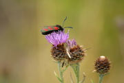 25th Jul 2022 - Six spotted Burnet day time moth.........