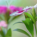 Dianthus by novab