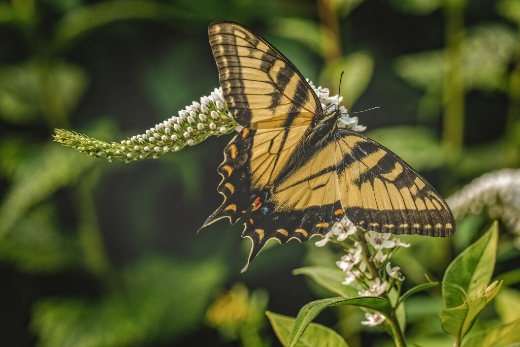 Swallowtail  by pamalama