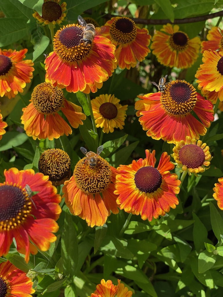 Helenium with Bees by 365projectmaxine