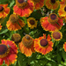 Helenium with Bees by 365projectmaxine