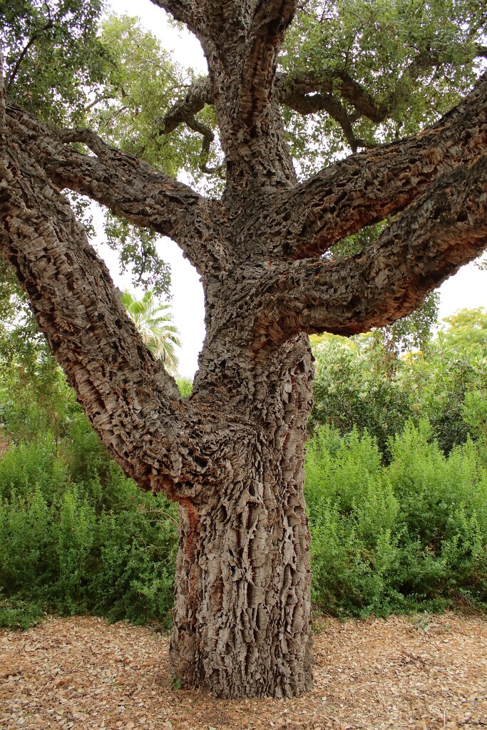 Cork Oak Tree by blueberry1222