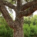 Cork Oak Tree by blueberry1222