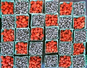 22nd Jul 2022 - Checkerboard berries