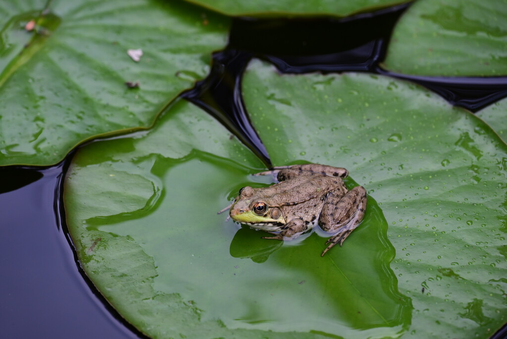 Frog on a Lilly Pad by mdaskin